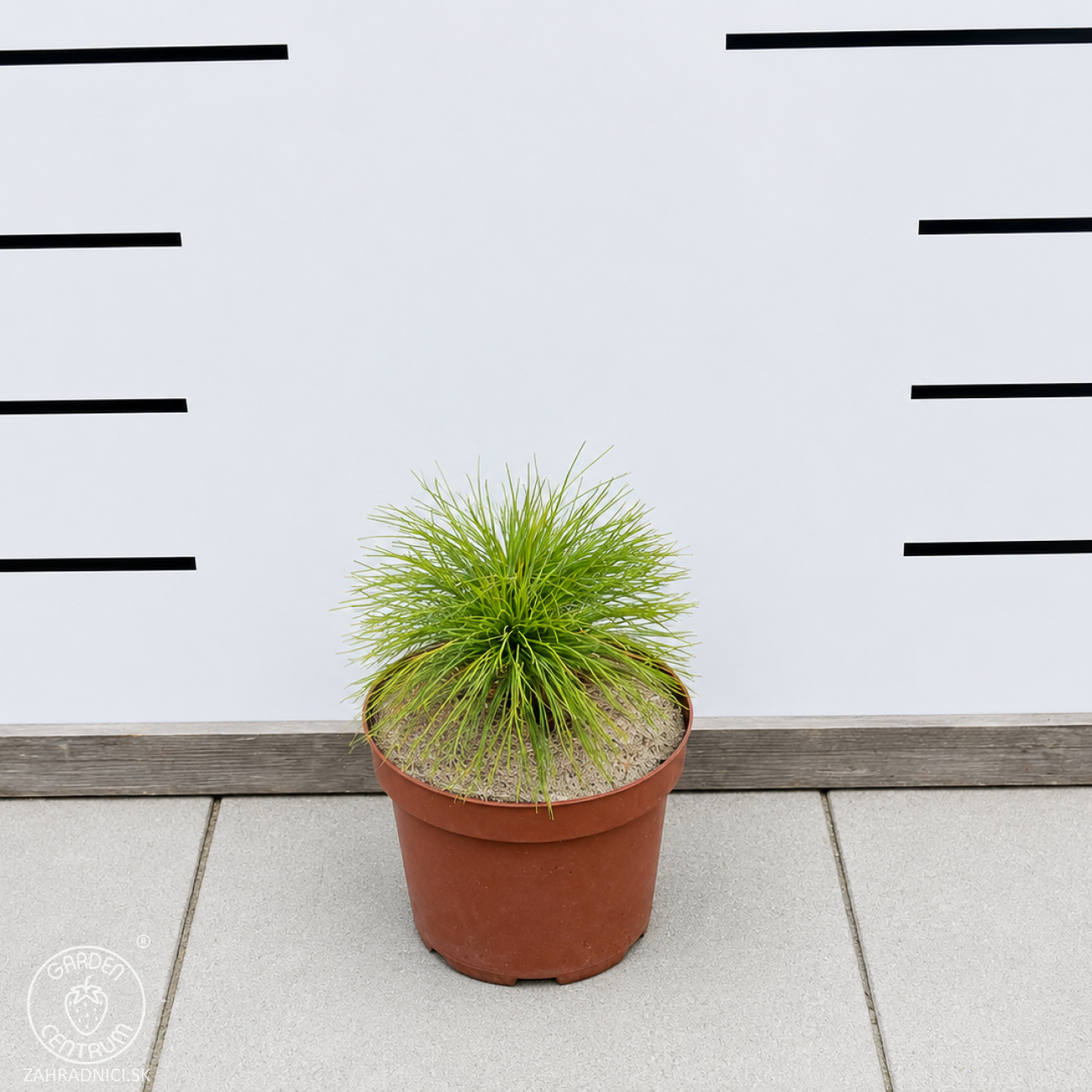 Obrázok Borovica himalájska (Pinus wallichiana) – výška 15-25 cm, kont. C3L